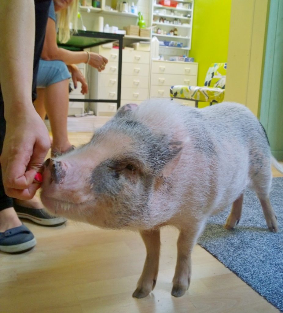 Fear Free Certification Program El inl k ri Johanna Raulio Fear Free Certification Program El inl k ri Johanna Raulio